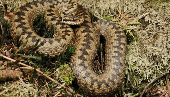 Egyetemi hallgatót mart meg egy vipera a Retyezátban