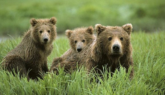 Kevesebb lett a medve Tusnádfürdőn