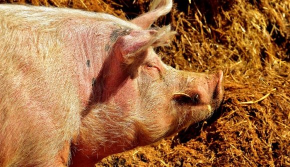 Ismét megjelent az afrikai sertépestis Romániában