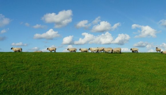 Egy egész juhnyájat lopott el két fiatal