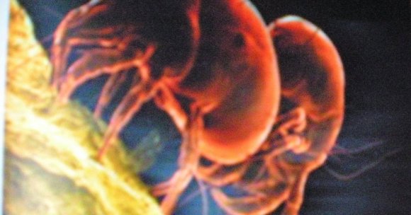 Még ez is: rühesség terjed Kolozs megyében