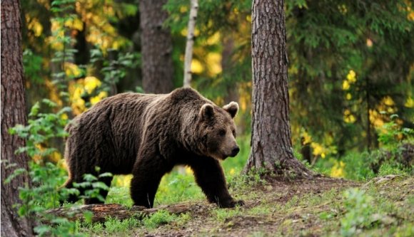 Már megint emberre támadt a medve Hargita megyében