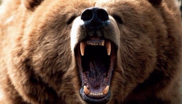 Ismét lesújtott a medve