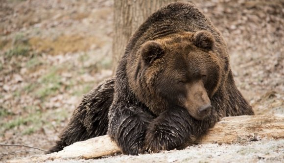Sírhelyet és méhészetet dúlt fel a medve Kovászna megyében
