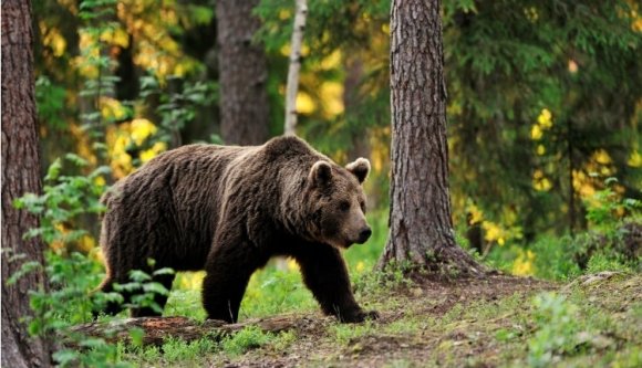 Mostantól kilőhetők a veszélyes medvék