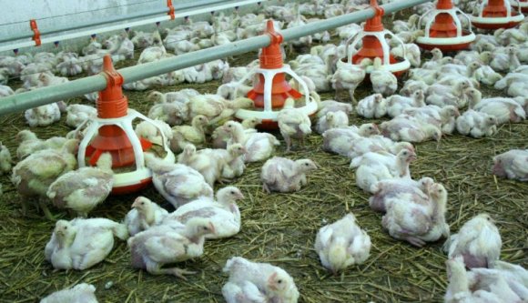 Tyúkok ezreit ejtette túszul Szatmár megyében az állat-egészségügyi hatóság