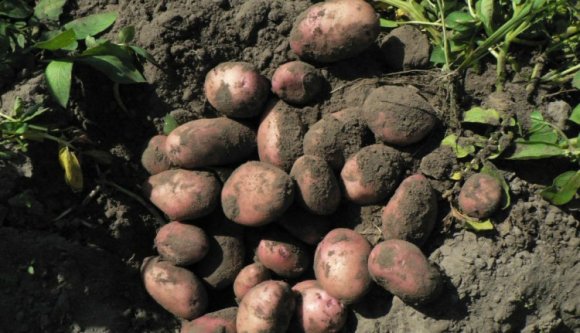 Hurrá: rekordot dönthet a burgonyatermés Kovászna megyében