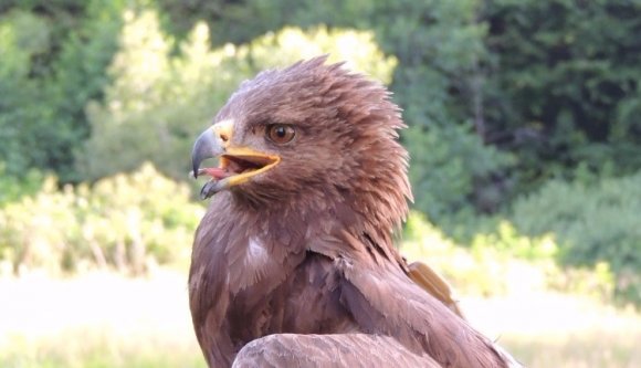 Erdély kedvenc sasmadara ismét elindult Afrikába