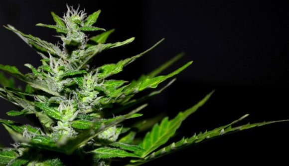 Fűtermesztőkhöz kopogtak be a rendőrök Maros megyében (VIDEÓ)