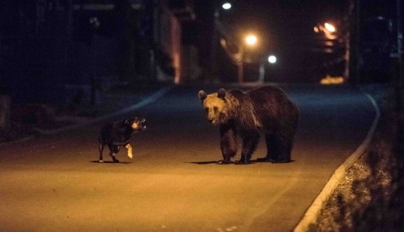 Tizenháromezer hargitai polgár követeli a nagyvad-populáció szabályozását