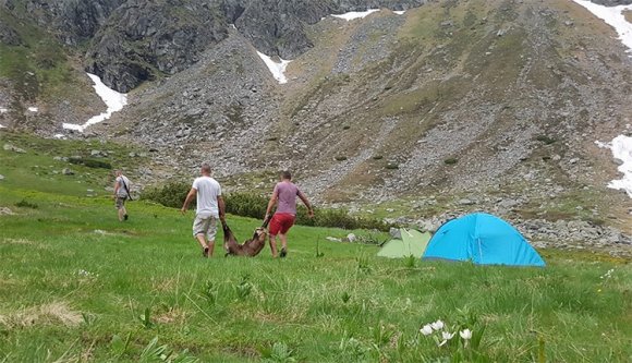 Tizenhatezer euró kártérítést fizettek a zergegyilkos orvvadászok