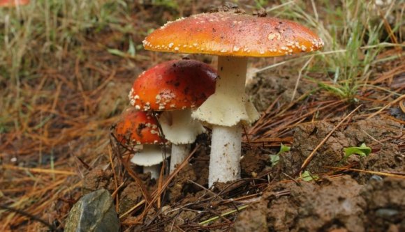 Egy hétvége alatt 27 személy gombázott be Nagybányán