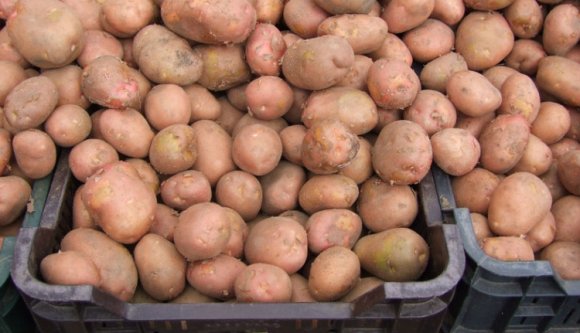 Hargita megye jobban teljesít: rekordmennyiségű burgonya termett