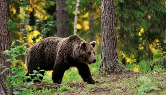Nagyon kilőnék már a Brassó környékén sétafikáló medvéket az erdészek