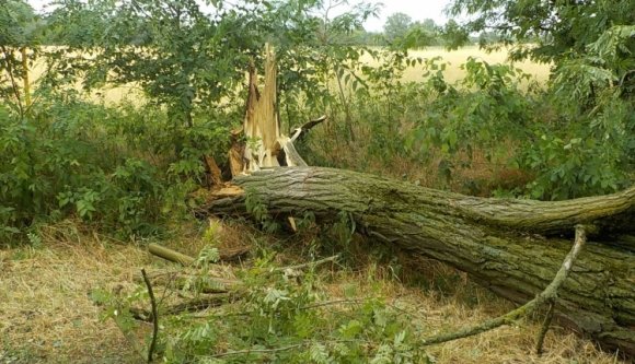 Több megyében is áramkimaradást okozott a viharos szél