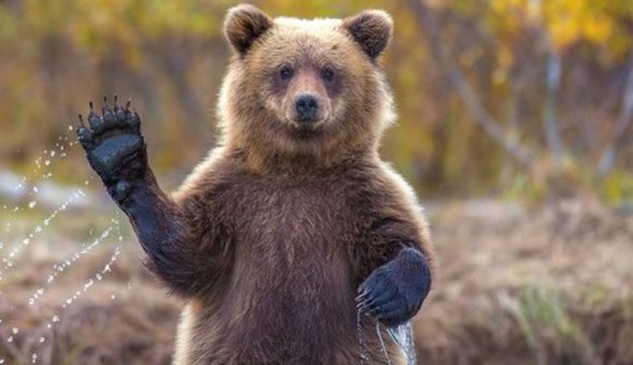 A Prahova völgyében is hemzsegnek a medvék