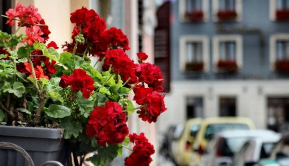 Vendégektől (is) tanul szépülni Kolozsvár