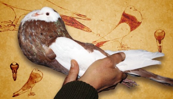 Saját, immár elismert galambfajtájuk van a bukovinai székelyeknek