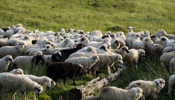 Ez igen: egy egész juhnyájat lovasítottak meg Fehér megyében