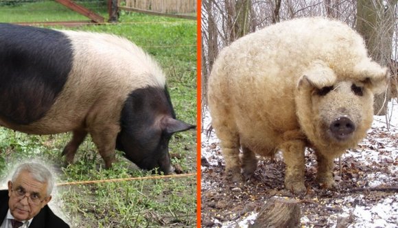 Szeretne Ön ingyen mangalicát vagy báznai sertést?