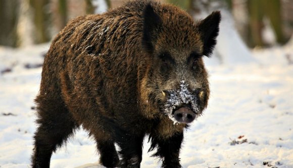 Vaddisznó öklelt halálra egy juhászt