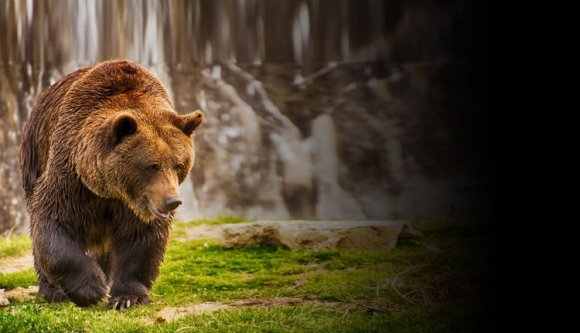 Vadászott, de rossz vége lett: megölte a medve