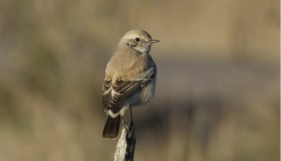 Új madárfaj jelent meg Románia ornitológiai térképén