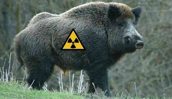 Radioaktív vaddisznót találtak Romániában