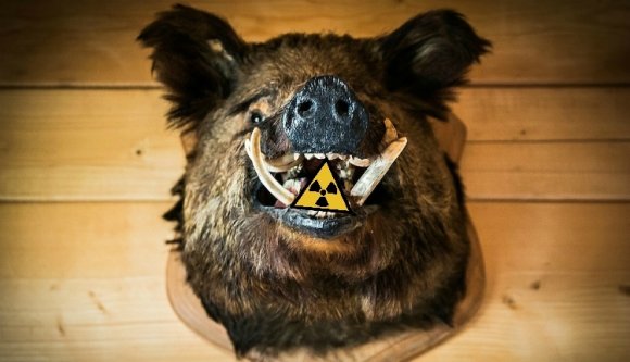 Újabb adatok kerültek nyilvánosságra a radioaktív vaddisznóról