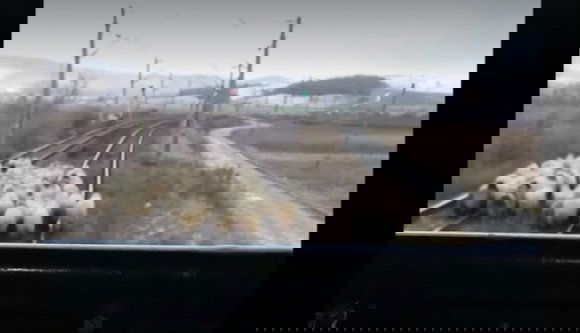 Egy komplett juhnyájat gázolt el egy vonat Maros megyében