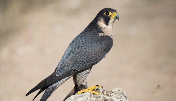 Ezt nem hagyhatjuk ki: a vándorsólyom lett az év madara