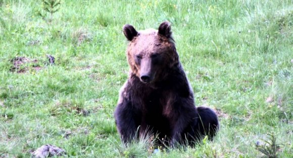 A szilveszter sem múlt el medvetámadás nélkül a Székelyföldön