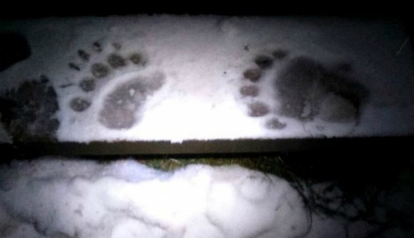 Medve kószált a síelők közelében Keresztényhavason