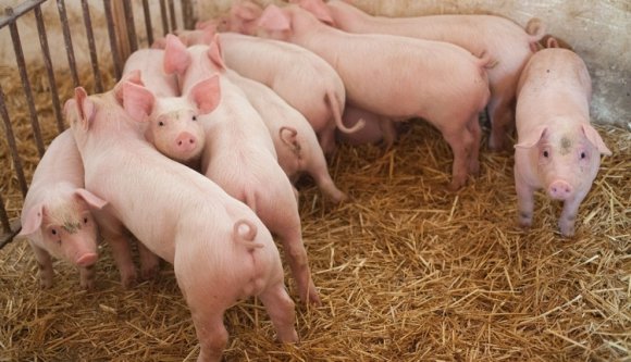 Újra támad az afrikai sertéspestis Szatmár megyében