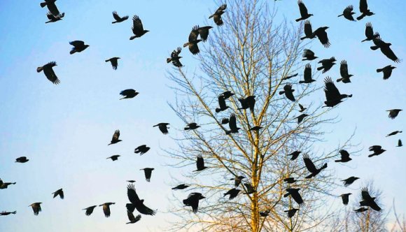 Kilövik a várost „megszálló” varjakat Szatmárnémetiben