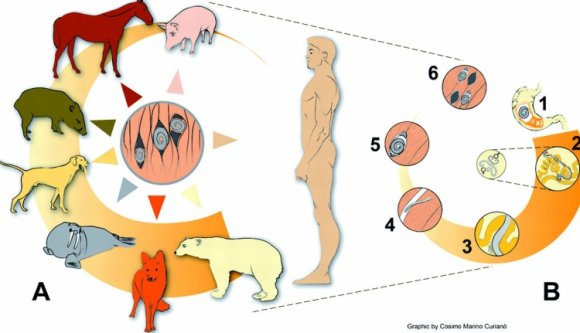 Három család is trichinellafertőzést kapott Hargita megyében