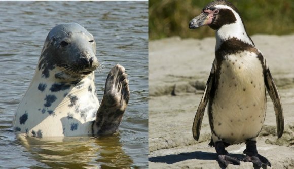 Bájos új lakók érkeznek a brassói állatkertbe