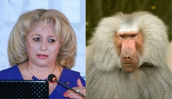 A Pávián és Teleorman