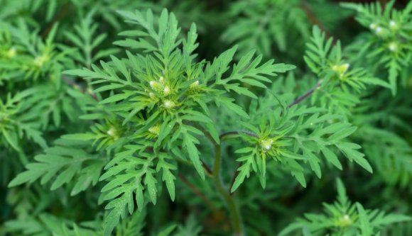 Döntött a parlament: brutális bírsággal sújtható, aki nem irtja a parlagfüvet