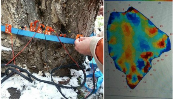 Tomográffal szűrik ki a beteg fákat Kolozsváron