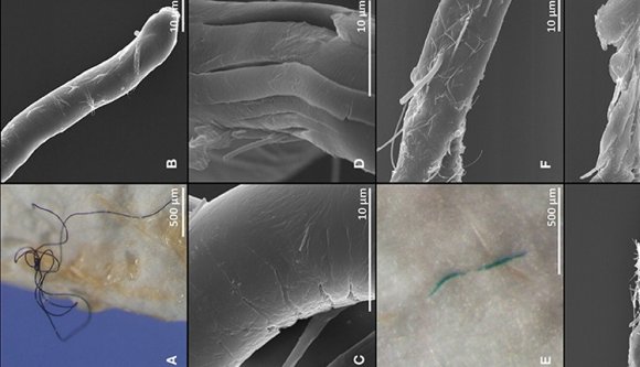Már a mélytengeri halak gyomra is tele van műanyaggal