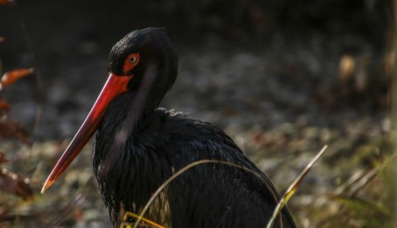 Hazajött az első fekete gólya a Székelyföldre
