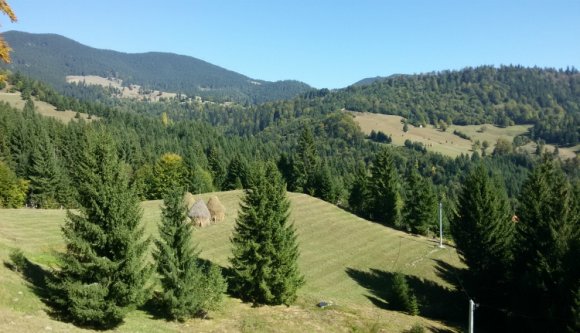 Csökkent az illegális fakivágások mértéke