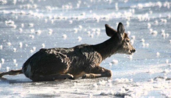 Vasárnapi cukiságbomba: patakba esett őzet mentettek ki a tűzoltók (VIDEÓ)