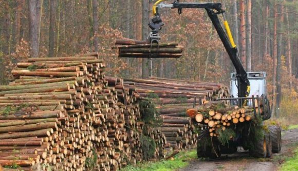 A Schweighofer eladja minden romániai erdőjét