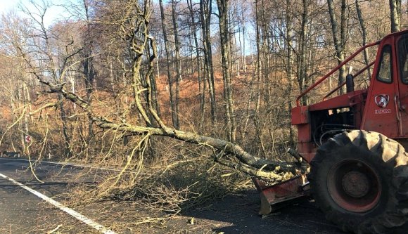 Az útügy vágja a fát a Bogáti-erdőben