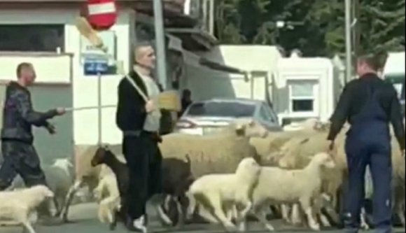 Pásztoridill: Becali megsétáltatta a juhait az utcán (VIDEÓ)