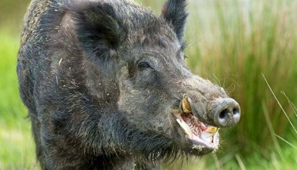 Vaddisznó támadt rá, belehalt a sérüléseibe