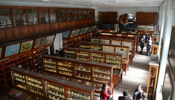 Alaposan lepallták a port a kolozsvári Mikó-kertben „honos” állattani múzeumról