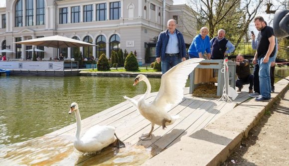 Visszahozták a hattyúkat Kolozsvárra